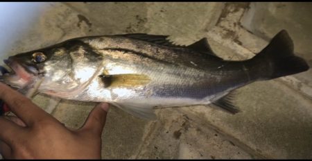 ヒラメ&シーバス