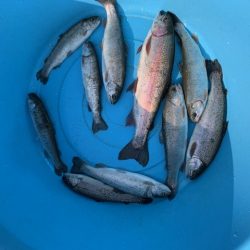 岸和田フィッシングパーク 絶好調