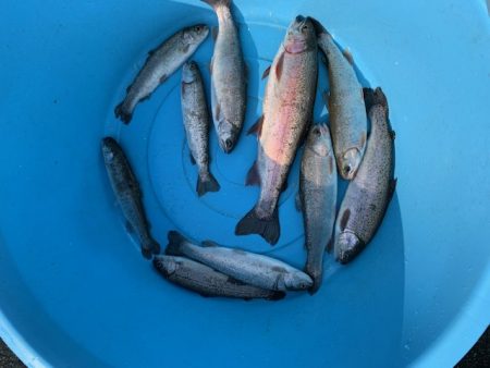 岸和田フィッシングパーク 絶好調