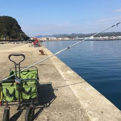 アジ50匹、アイゴ、スズメダイ、サバ