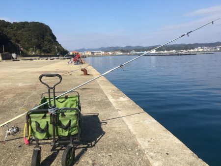 アジ50匹、アイゴ、スズメダイ、サバ