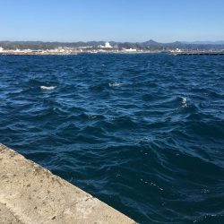 アジ10匹、アイゴ1匹