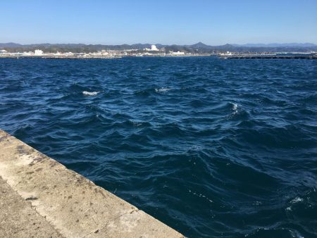 アジ10匹、アイゴ1匹