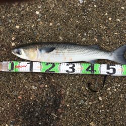 アジ53匹、ボラ60㎝1匹