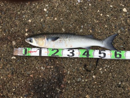 アジ53匹、ボラ60㎝1匹