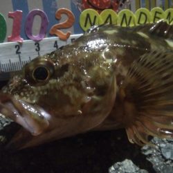 釣りデビュー 65日目