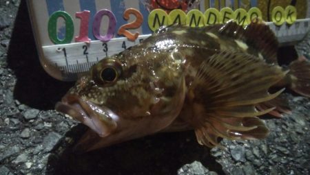 釣りデビュー 65日目