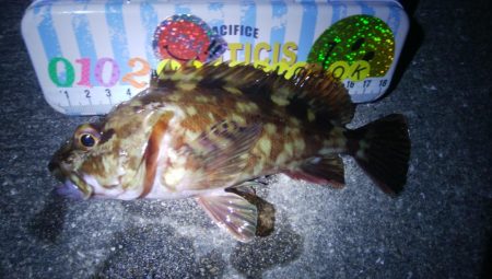 釣りデビュー 66日目