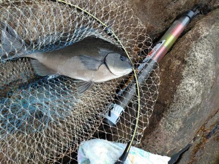 フカセ‥最高ですネ・・