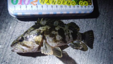 釣りデビュー 67日目