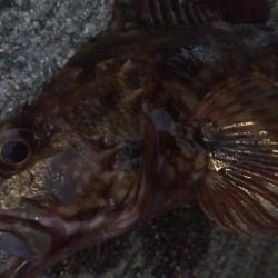 釣りデビュー 70日目