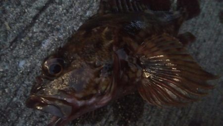 釣りデビュー 70日目