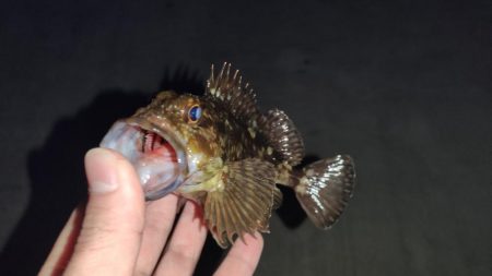 夜のメバリング、ガシリング！