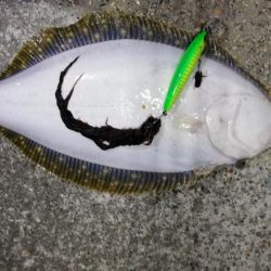 夜にまさかのヒラメ！