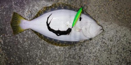 夜にまさかのヒラメ！