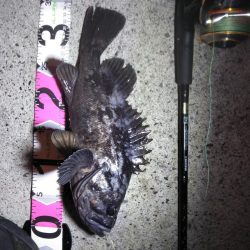 モンスターアイナメ！！