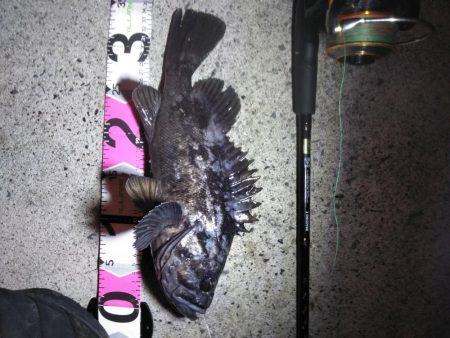 モンスターアイナメ！！