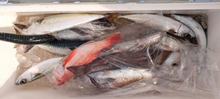 康仁丸・中深海・釣り果