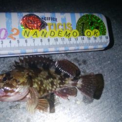 釣りデビュー　74日目