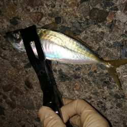 安定のブルーメバル