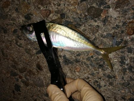 安定のブルーメバル