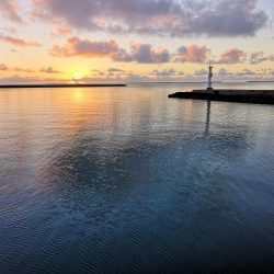 久しぶりのオニヒラアジ