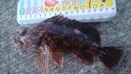 釣りデビュー　80日目