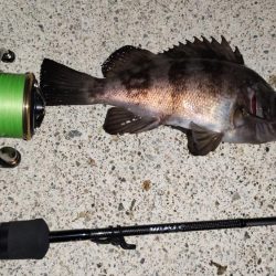 テトラでメバリング