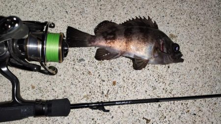 テトラでメバリング