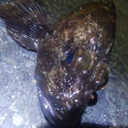 釣りデビュー　84日目