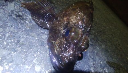 釣りデビュー　84日目