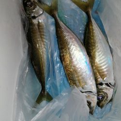 今日もアジを求めて