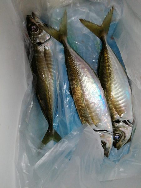 今日もアジを求めて