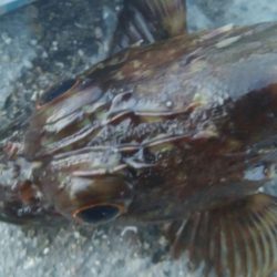 釣りデビュー　85日目