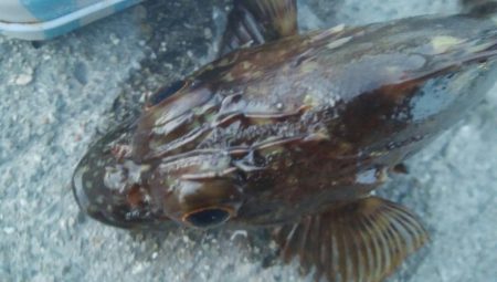 釣りデビュー　85日目