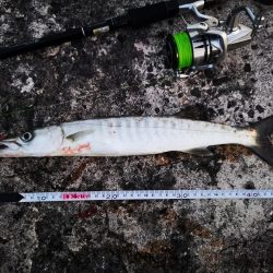 ロッド鱗付けの為にお出掛け