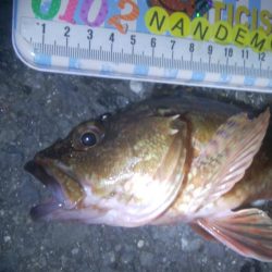 釣りデビュー 86日目