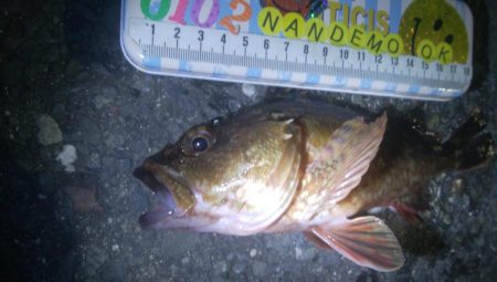 釣りデビュー 86日目