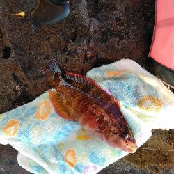 フカセ‥フグ釣れ過ぎ・・