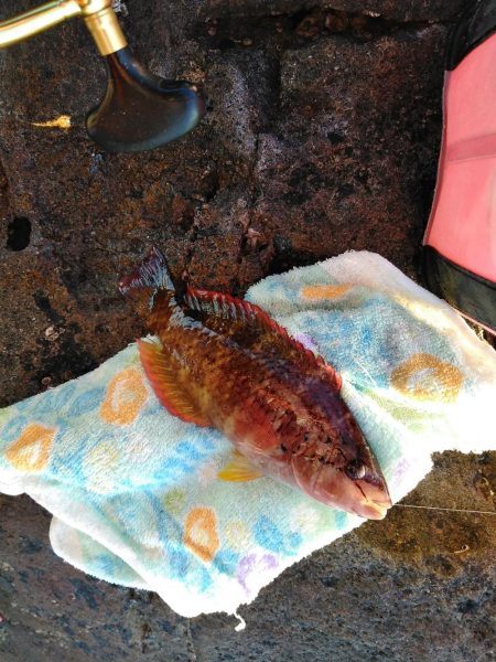 フカセ‥フグ釣れ過ぎ・・