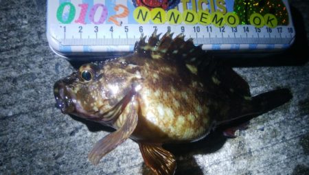 釣りデビュー 87日目