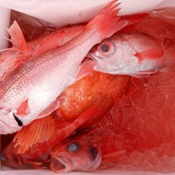 康仁丸・ジギング釣り果