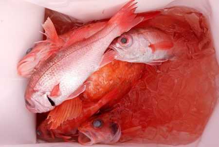 康仁丸・ジギング釣り果