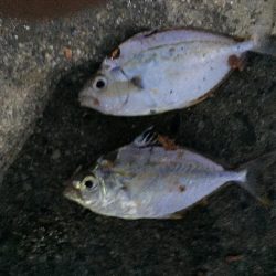 尺アジ2匹、ヒイラギ2匹