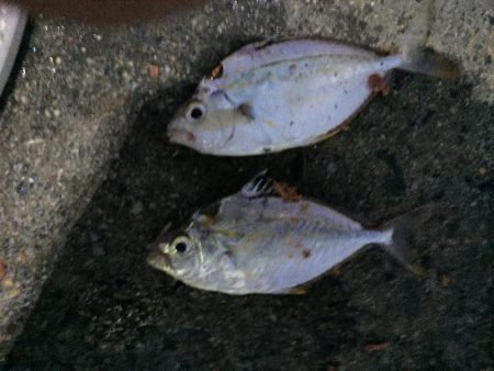 尺アジ2匹、ヒイラギ2匹