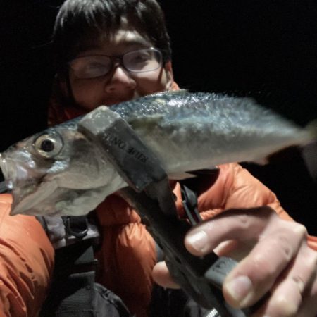 アジ、サバRIDEON！！