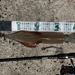 ヤリイカのRIDEON!!