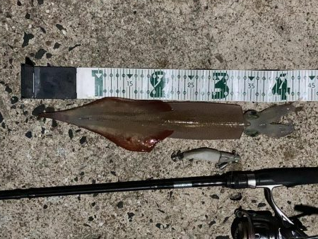 ヤリイカのRIDEON!!