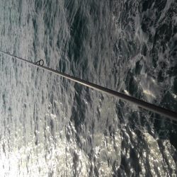 やっとヤリイカ？複数キャッチ～