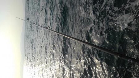 やっとヤリイカ？複数キャッチ～